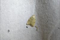 Aleimma loeflingiana