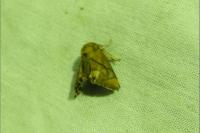 Apoda limacodes
