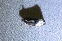 Apotomis betuletana
