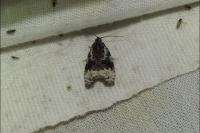 Apotomis turbidana
