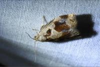 Archips crataegana