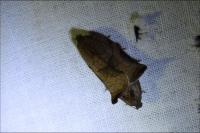 Archips podana