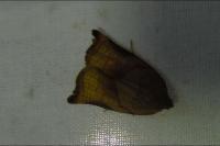 Archips podana