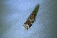 Archips xylosteana