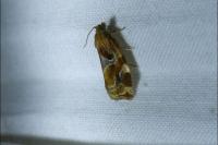 Archips xylosteana