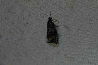 Celypha lacunana