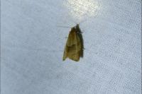 Clepsis rurinana