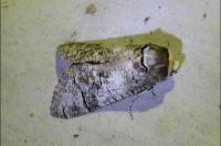 Cossus cossus