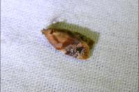 Ditula angustiorana