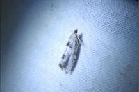 Epinotia bilunana