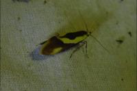 Harpella forficella