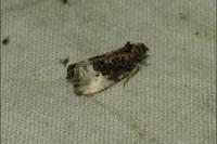 Hedya nubiferana