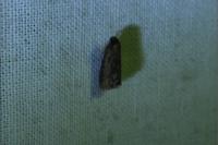 Heterogenea asella