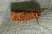 Lozotaeniodes formosana