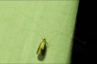 Nematopogon