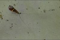 Nemophora degeerella