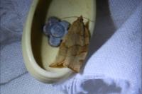 Pandemis cerasana