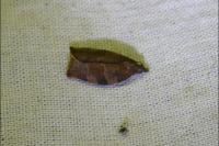 Pandemis heparana