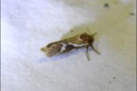 Korscheltellus lupulinus