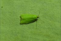 Tortrix viridana