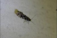 Triaxomera parasitella