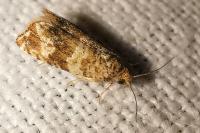 Celypha cespitana