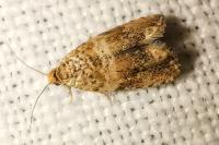 Celypha cespitana