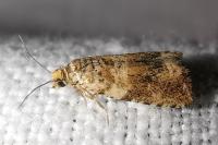 Celypha cespitana