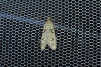 Diurnea fagella