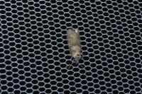 Tortricodes alternella