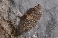 Alucita huebneri