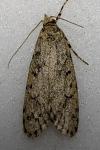 Diurnea fagella