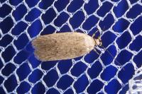 Agonopterix