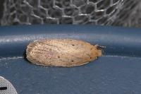 Agonopterix