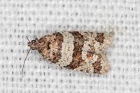 Isotrias rectifasciana