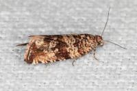 Celypha cespitana