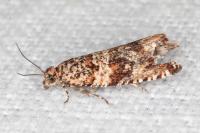 Celypha cespitana