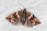 Celypha cespitana