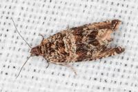 Celypha cespitana