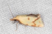 Agapeta hamana
