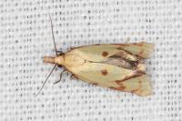Agapeta hamana