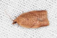 Clepsis consimilana
