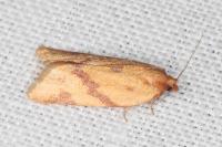 Clepsis pallidana