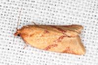 Clepsis pallidana
