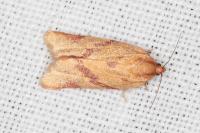 Clepsis pallidana