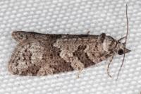 Cnephasia