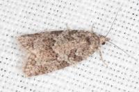 Cnephasia