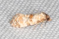 Neocochylis molliculana