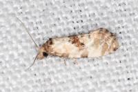 Neocochylis molliculana