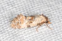 Neocochylis molliculana